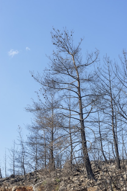 Waldbrand in Rotkiefernwäldern, Bodrum - Türkei