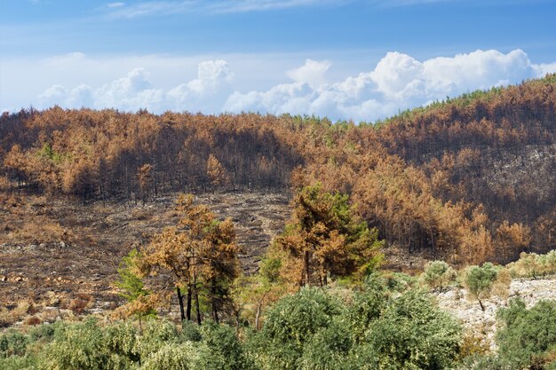 Waldbrand in Rotkiefernwäldern, Bodrum - Türkei