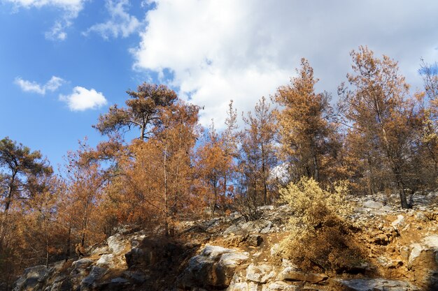 Waldbrand in Rotkiefernwäldern, Bodrum - Türkei