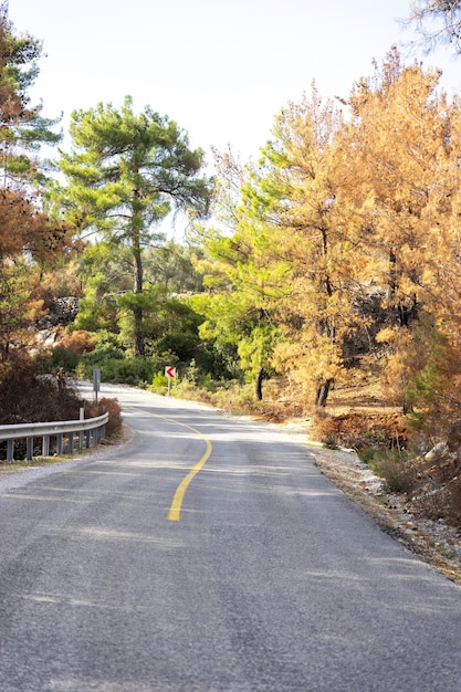 Waldbrand in Rotkiefernwäldern, Bodrum - Türkei