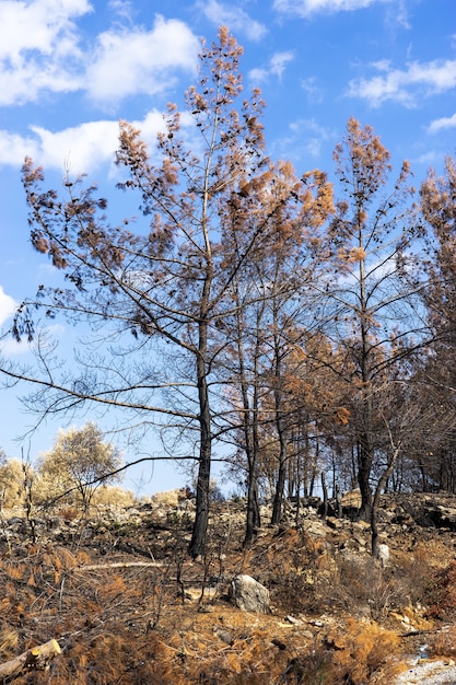 Waldbrand in Rotkiefernwäldern, Bodrum - Türkei