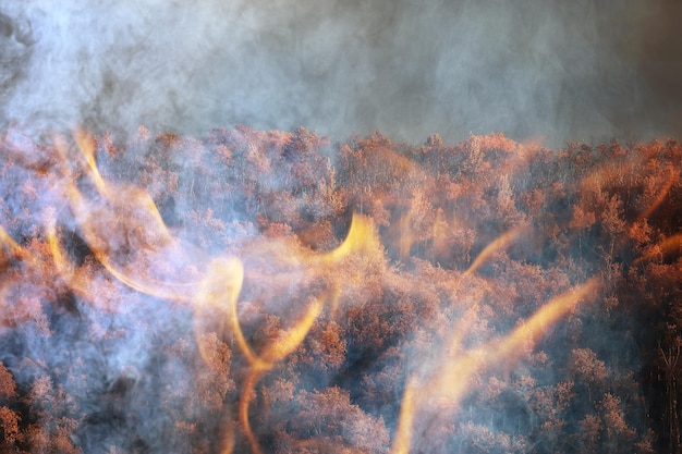 Waldbrandhintergrundlandschaft, abstraktes Feuer und Rauch im Wald, Dürrebäume brennen