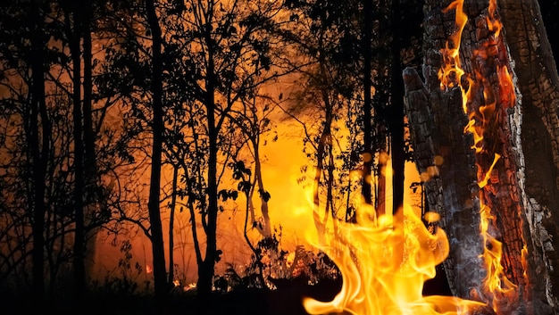 Foto waldbrandkatastrophe im tropenwald durch menschen verursacht