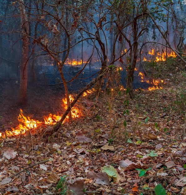 Waldbrandkatastrophe im Tropenwald durch Menschen verursacht