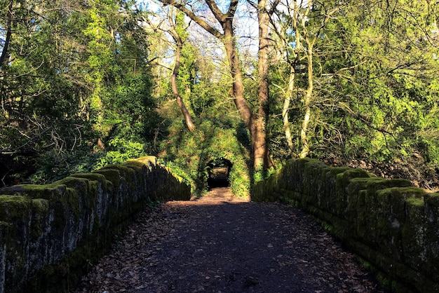 Waldbrücke Moosfotografie