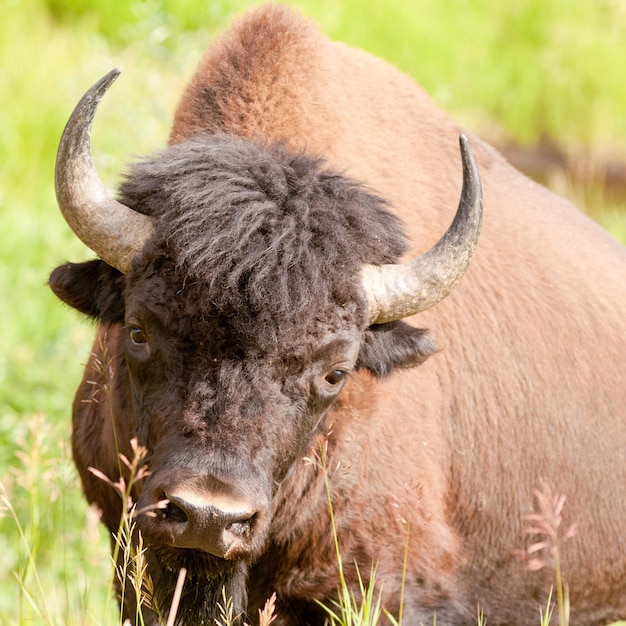 Waldbüffelbulle Bison Bison Athabascae