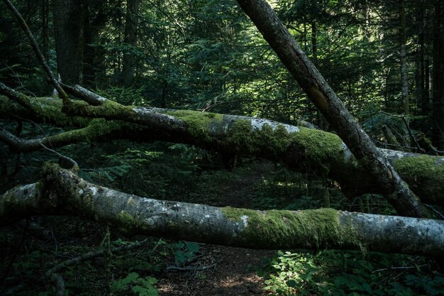 Walddetail im säkularen Wald von Slatioara in Rumänien.