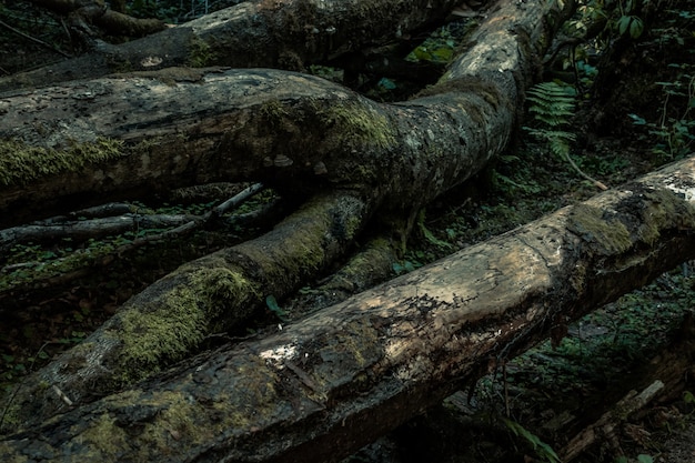 Walddetail im säkularen Wald von Slatioara in Rumänien.