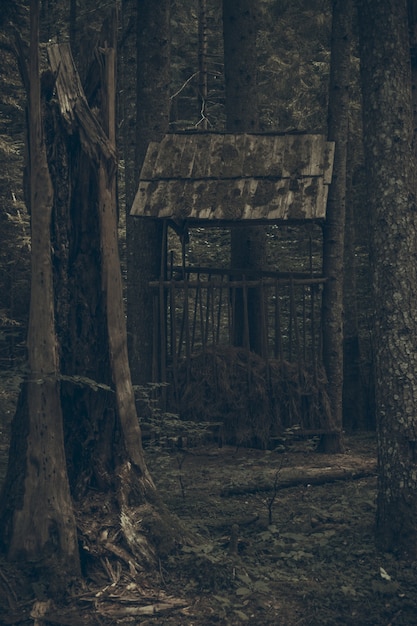 Walddetail im säkularen Wald von Slatioara in Rumänien.