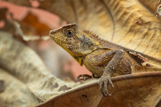 Walddrache in einem toten blatt