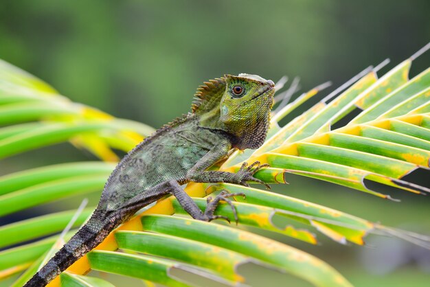 Walddracheneidechse auf Ast im tropischen Garten