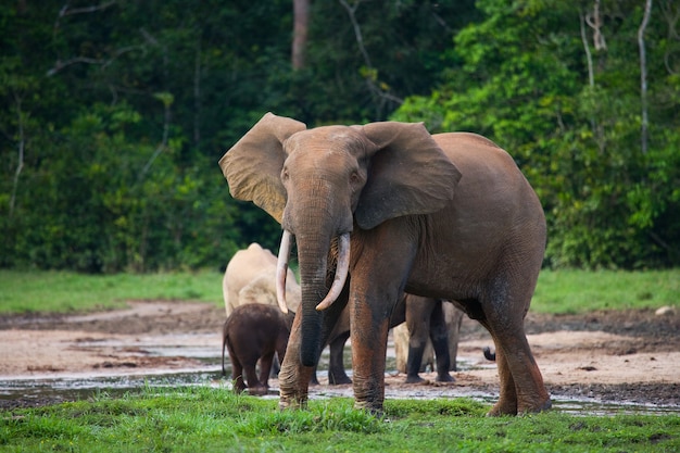 Waldelefant im Waldrand