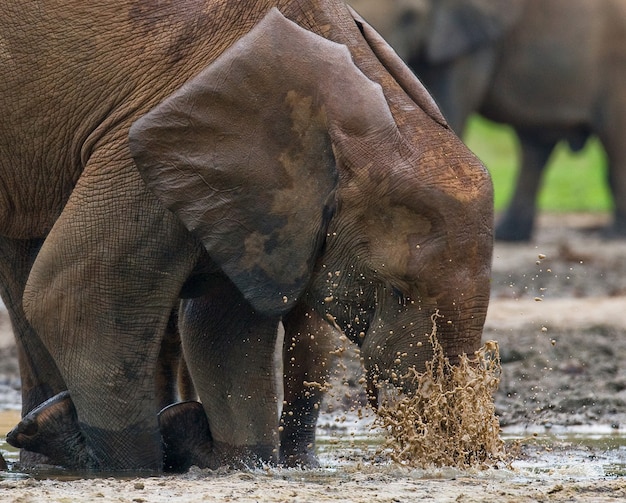 Waldelefant trinkt Wasser aus einer Wasserquelle. Zentralafrikanische Republik. Republik Kongo. Dzanga-Sangha Special Reserve.