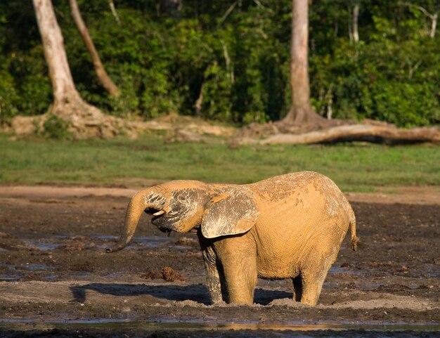 Waldelefant trinkt Wasser aus einer Wasserquelle