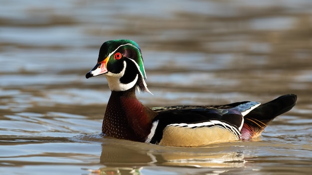 Waldente, die im Wasser in der Natur schwimmt