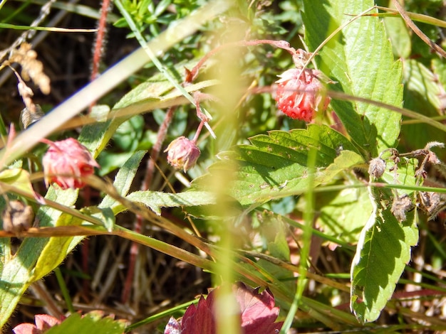 Walderdbeere im Wald