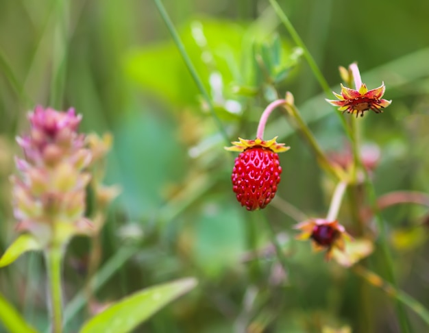 Walderdbeere mit reifen roten Beeren