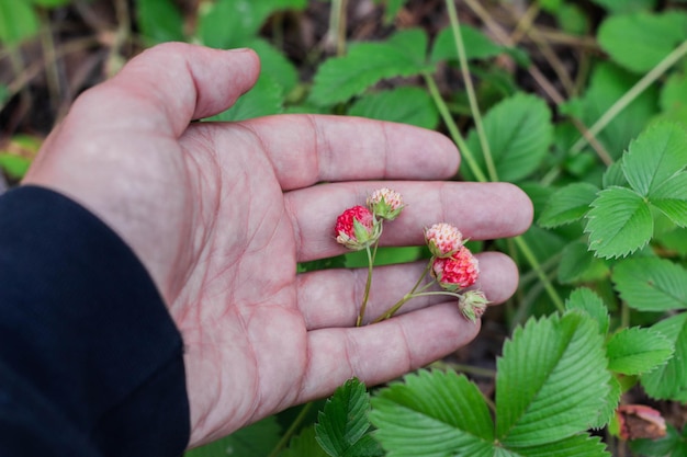 Walderdbeeren in der Hand eines Mannes