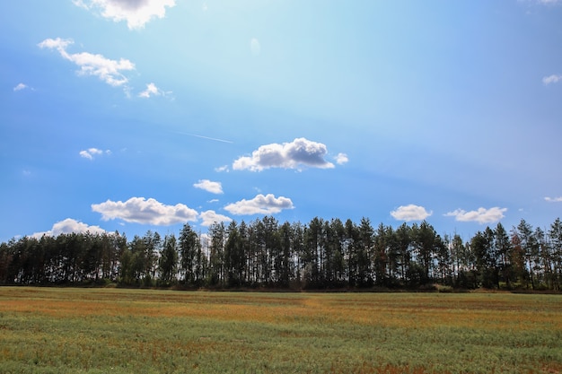 Waldfeld auf dem Hintergrund eines blauen Himmels mit Wolken