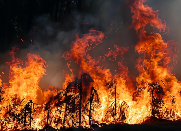 Waldfeuer Brennende Bäume Feuer und Rauch Verbrannte Bäume nach Waldfeuer Verschmutzung und viel Rauch