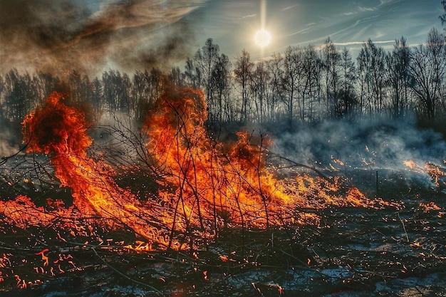 Waldfeuer im Wald