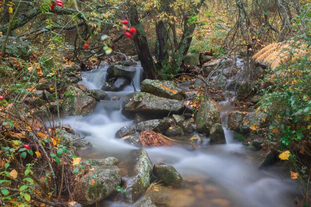 Waldfluss im Frühjahr