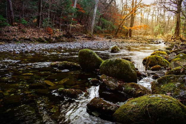 Waldfluss im Herbst mit moosbedeckten Steinen