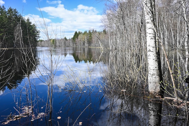 Waldfluss im Mai