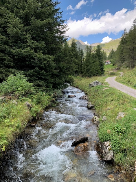 Foto waldfluss im sommer