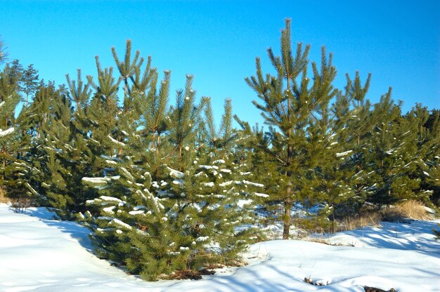 Waldfragment Schneebedeckte grüne flauschige Tannen stehen in einem schneebedeckten Wald an einem wolkigen frostigen Wintertag