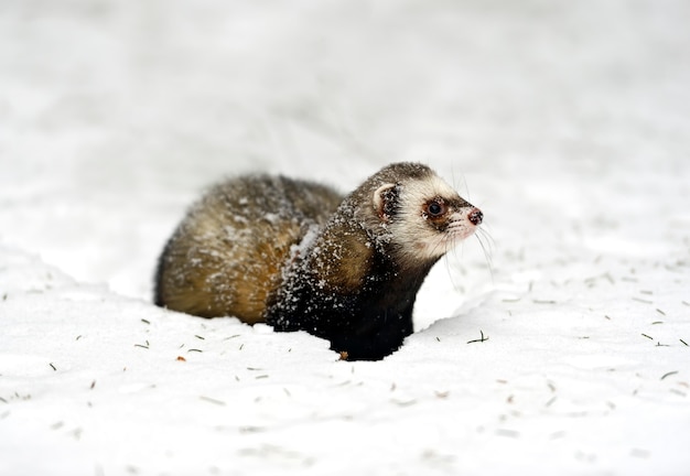 Waldfrettchen im Wald im Winter