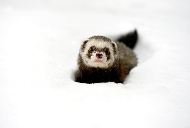 Waldfrettchen im Wald im Winter