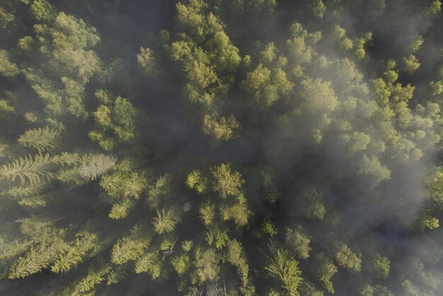 Waldgebiet im Nebel Luftansicht