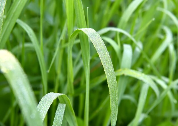 Waldgrashalm. Tautropfen auf gebogenen Blättern auf verschwommenem Hintergrund