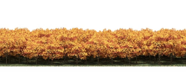 Waldgrenze mit Schatten unter den Bäumen, isoliert auf weißem Hintergrund, 3D-Darstellung