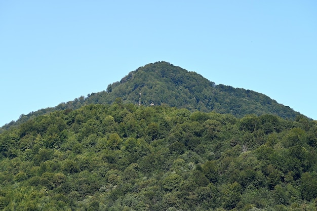 Foto waldgrüner berg, der an einem sonnigen tag vollständig von wald bedeckt ist