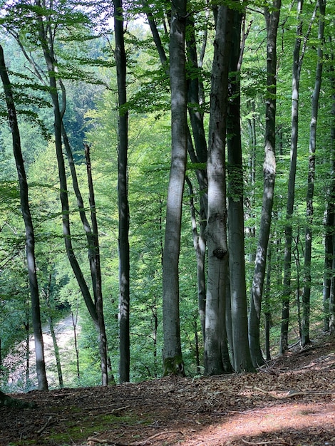 Waldgrundmoos Hintergrund