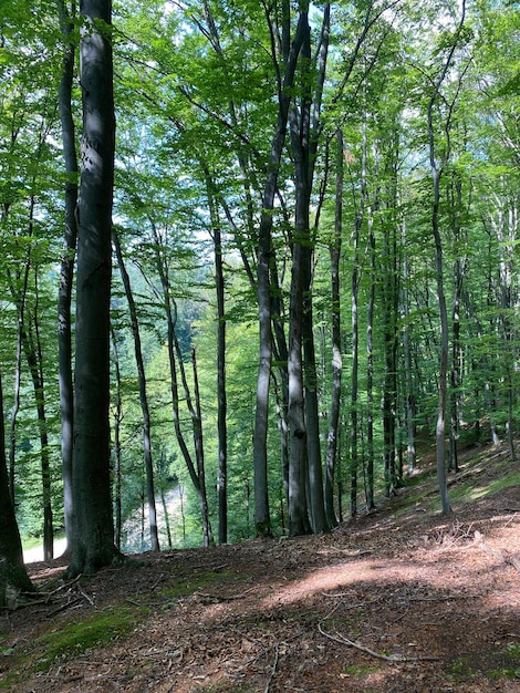 Waldgrundmoos Hintergrund