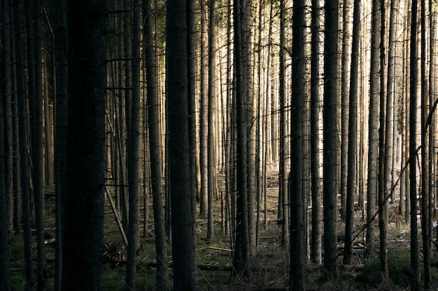 Waldhintergrund. Die Sonne scheint durch die Bäume im Wald