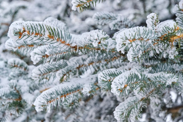 Waldhintergrund schneebedeckte Äste Fichte