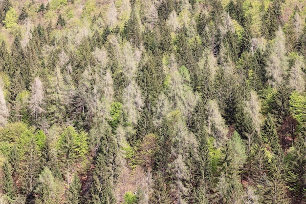 Waldhintergrund Wilde, tiefe, jahrhundertealte Alpenwälder