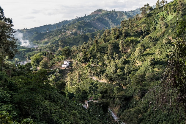 Waldkaffeefarm Kolumbien manizales grün