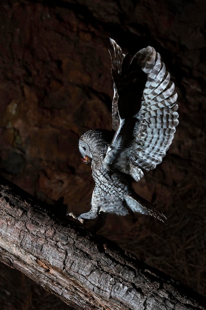 Waldkauz Strix Aluco Sevilla Spanien