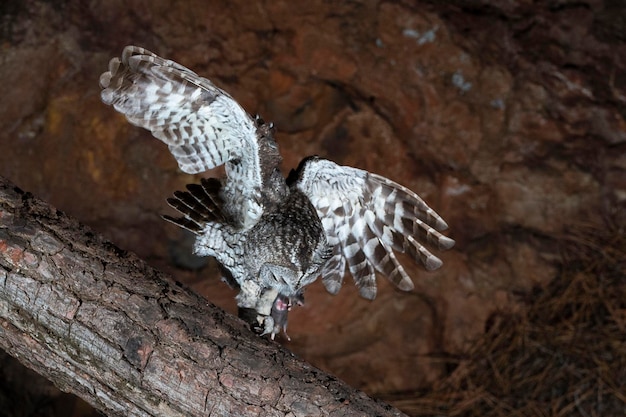 Waldkauz Strix Aluco Sevilla Spanien