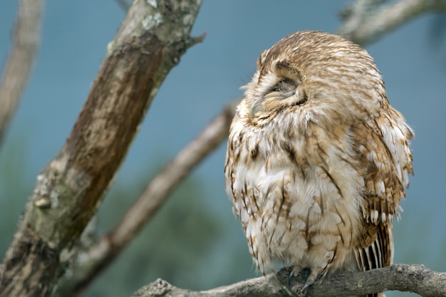 Waldkauz (Strix Aluco)