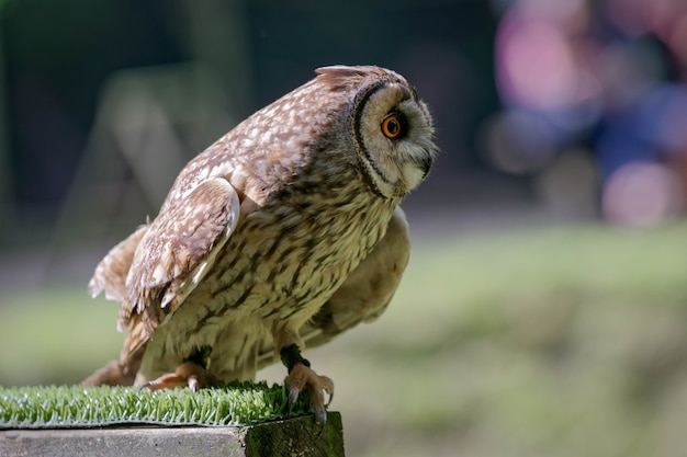 Waldkauz (Strix Aluco)