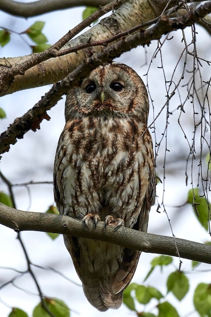 Foto waldkauz strix aluco