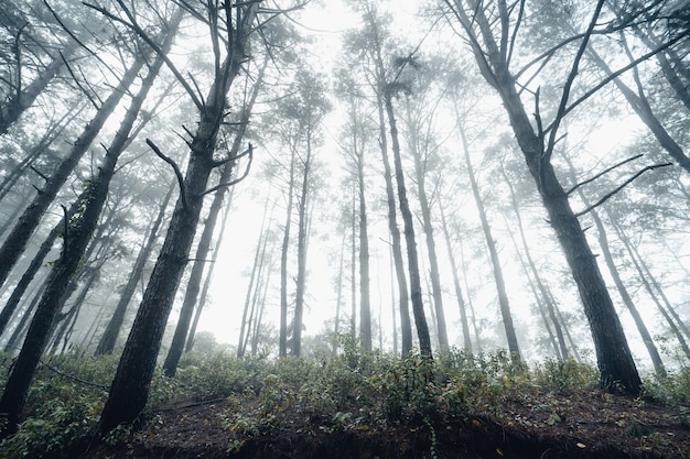 Waldkiefer in Asien, Straße in den Wald an einem nebligen Tag