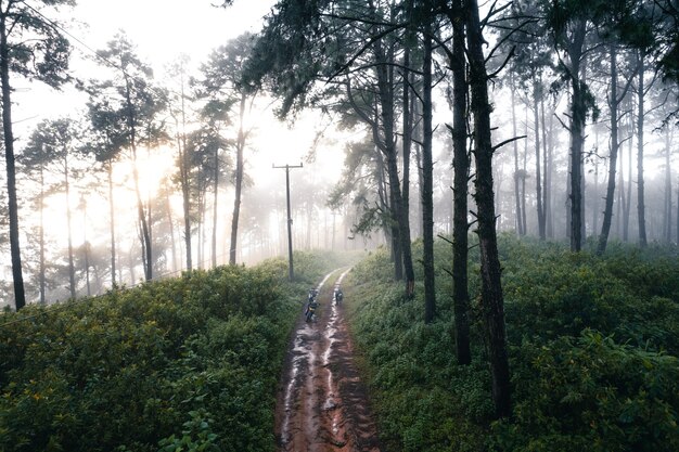 Waldkiefer in Asien, Straße in den Wald an einem nebligen Tag