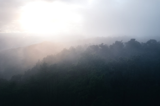 Waldkiefer in Asien, Straße in den Wald an einem nebligen Tag